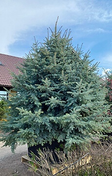 Ель колючая 'Glauca' №11