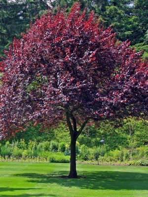 Черемуха виргинская 'Shubert'