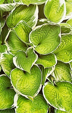 Хоста 'Lakeside Circle O'