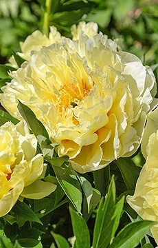 Пион Ито-гибрид 'Bartzella'