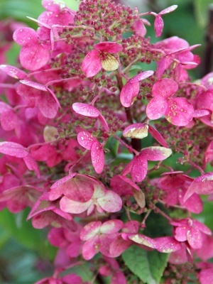 Гортензия метельчатая 'Early Sensation'