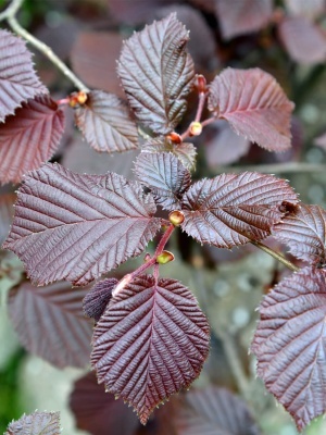 Лещина крупная 'Purpurea'