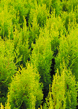 Туя западная 'Janed Gold`