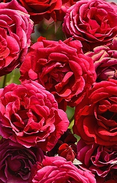 Роза флорибунда 'Mona Lisa'