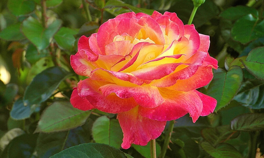 Роза флорибунда 'Pigalle 85' фото саженцев