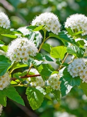 Пузыреплодник калинолистный