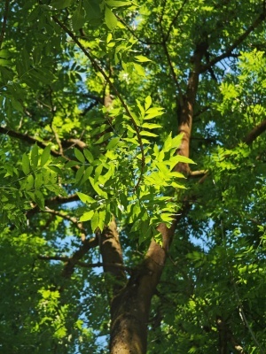 Ясень обыкновенный