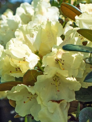 Рододендрон якушиманский 'Millenium Gold'