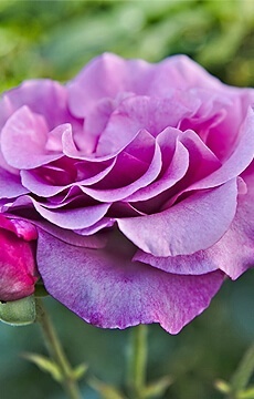 Роза флорибунда 'Minerva'