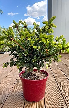 Ель обыкновенная 'Lombartsii'