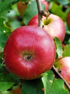 Яблоня 'Свежесть'