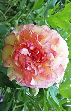 Пион Ито-гибрид 'Scrumdidleumptious'