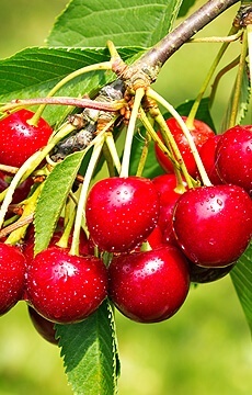 Вишня 'Факел'