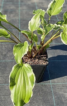 Хоста 'Frosted Raspberry'