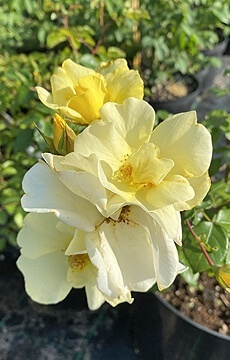 Роза парковая 'Pretty Star'