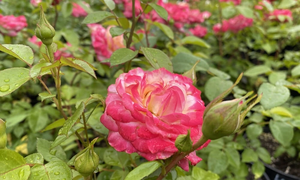 Роза флорибунда 'Laminuette' фото саженцев