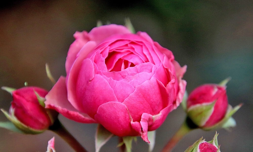 Роза чайно-гибридная 'Pink Piano' фото саженцев