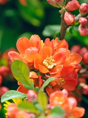 Айва японская