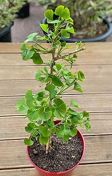 Гинкго двулопастный 'Jade Butterflies'