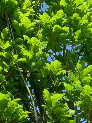 Дуб черешчатый 'Fastigiate Koster'