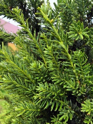 Тис средний 'Hillii'