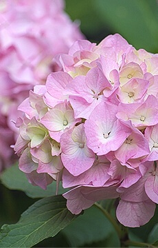 Гортензия крупнолистная 'Soft Pink Salsa'