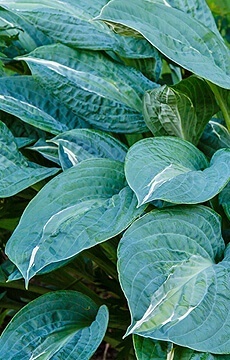 Хоста 'Victor'