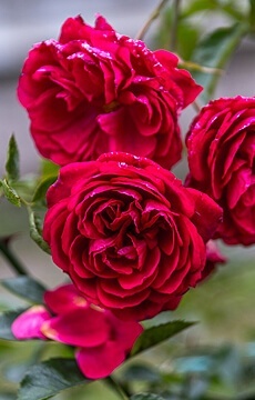 Роза флорибунда 'Red Sensation'
