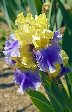 Ирис бородатый 'Edith Wolford'