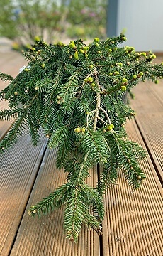 Ель обыкновенная 'Procumbens'