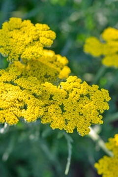 Тысячелистник таволговый 'Coronation Gold'