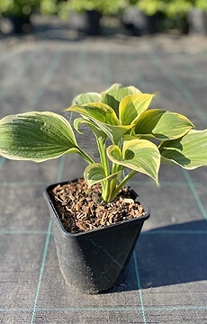 Хоста 'Majesty'