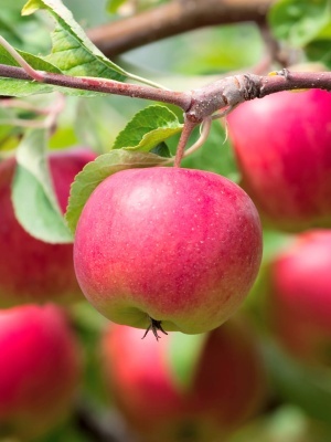 Яблоня 'Жигулевское'