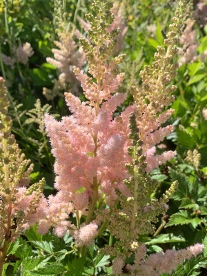 Астильба китайская 'Vision Inferno'