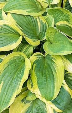 Хоста 'Summer Lovin'