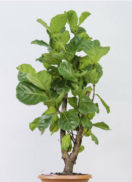 Фикус Лирата