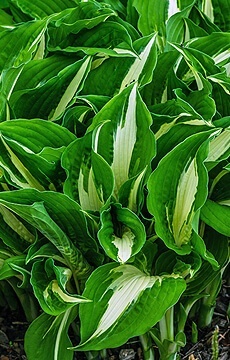 Хоста 'Ann Kulpa'