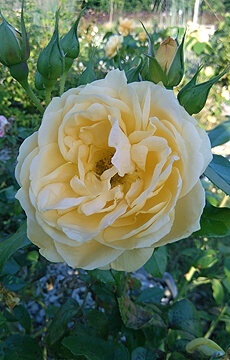 Роза флорибунда 'Champagne Rokoko'