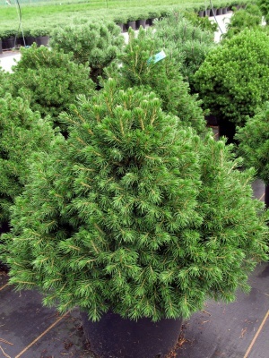 Ель обыкновенная 'Tompa'