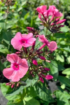 Флокс метельчатый 'Larisa'