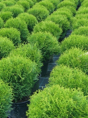 Туя западная 'Tiny Tim'