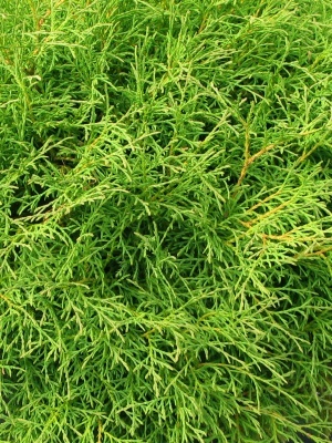 Туя западная 'Mr Bowling Ball'