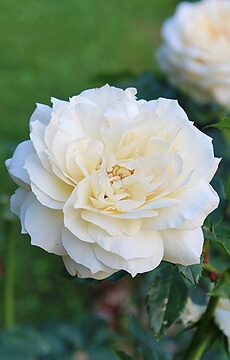 Роза миниатюрная 'White Gem'