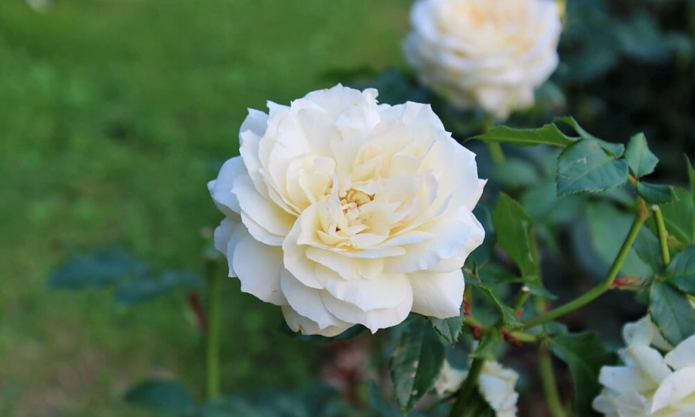 Роза миниатюрная 'White Gem' - саженцы из питомника Алексеевская Дубрава