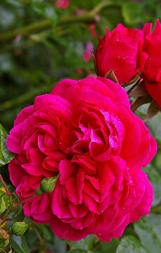 Роза флорибунда 'Feuerland'