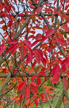 Ирга Ламарка №09 Шпалера