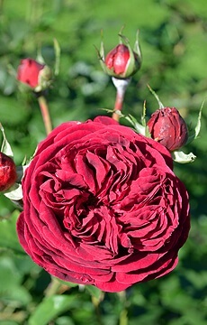 Роза английская 'Falstaff'