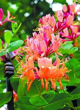 Жимолость Гекрота 'American Beauty'