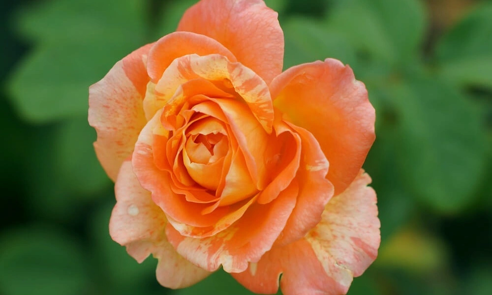 Роза чайно-гибридная 'Marvelle' - купить саженцы оптом и в розницу