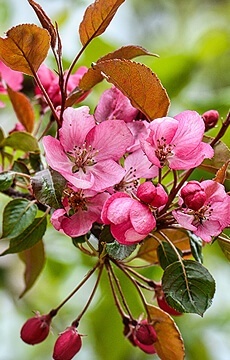 Яблоня декоративная 'Coccinella'